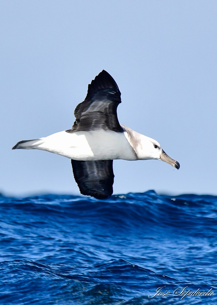 Black-browed Albatross - ML622146946