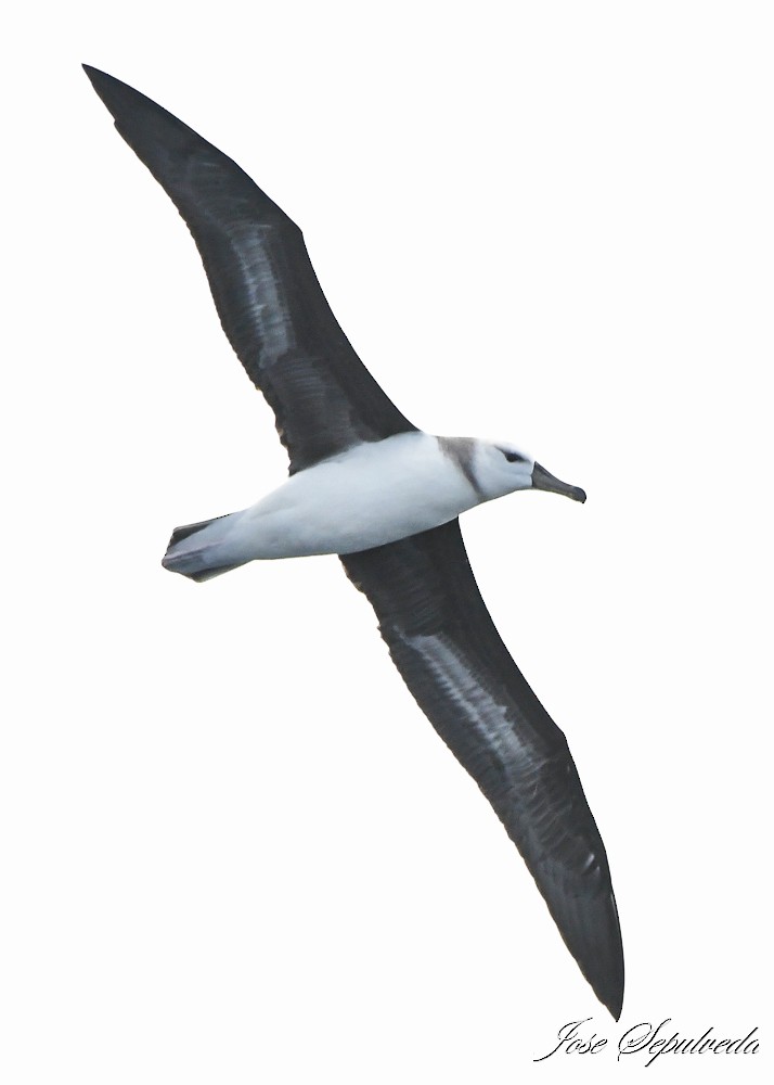 Black-browed Albatross - ML622146947