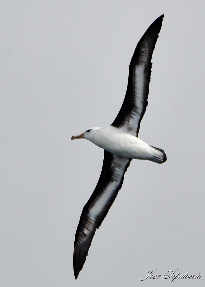 Black-browed Albatross - ML622146948