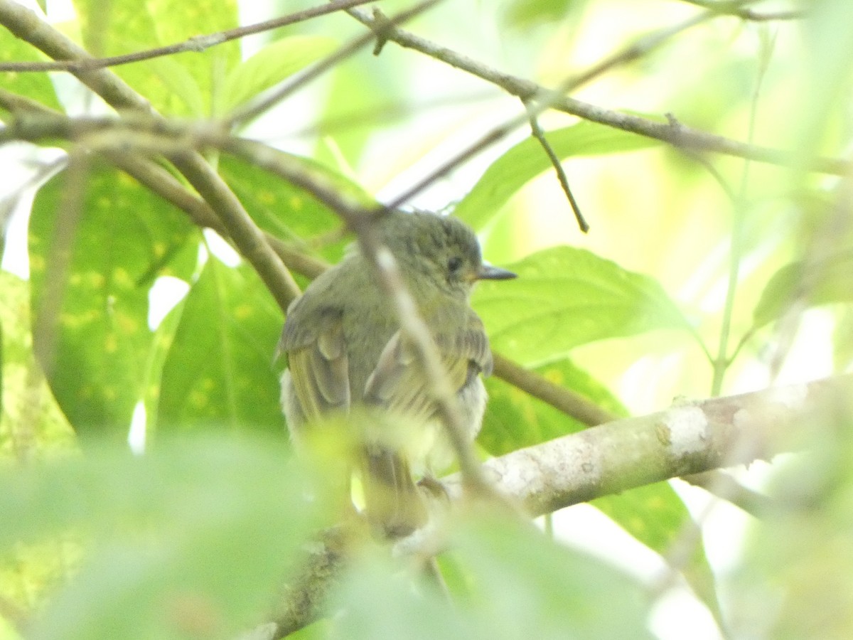 Olive-streaked Flycatcher - ML622146949