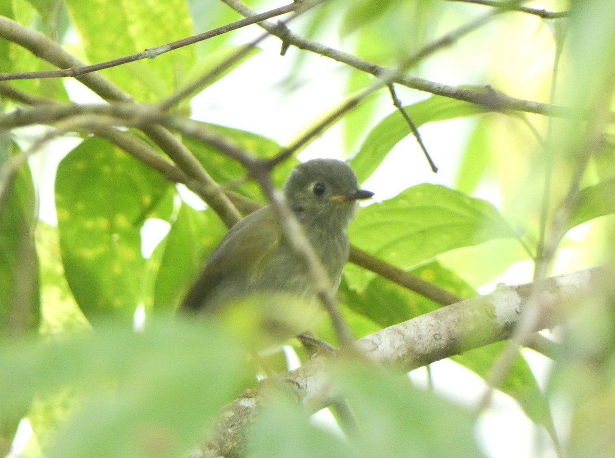 Olive-streaked Flycatcher - Christopher Rustay