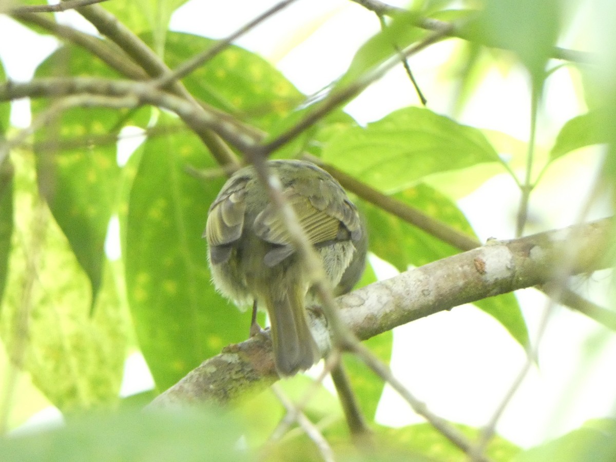 Olive-streaked Flycatcher - Christopher Rustay