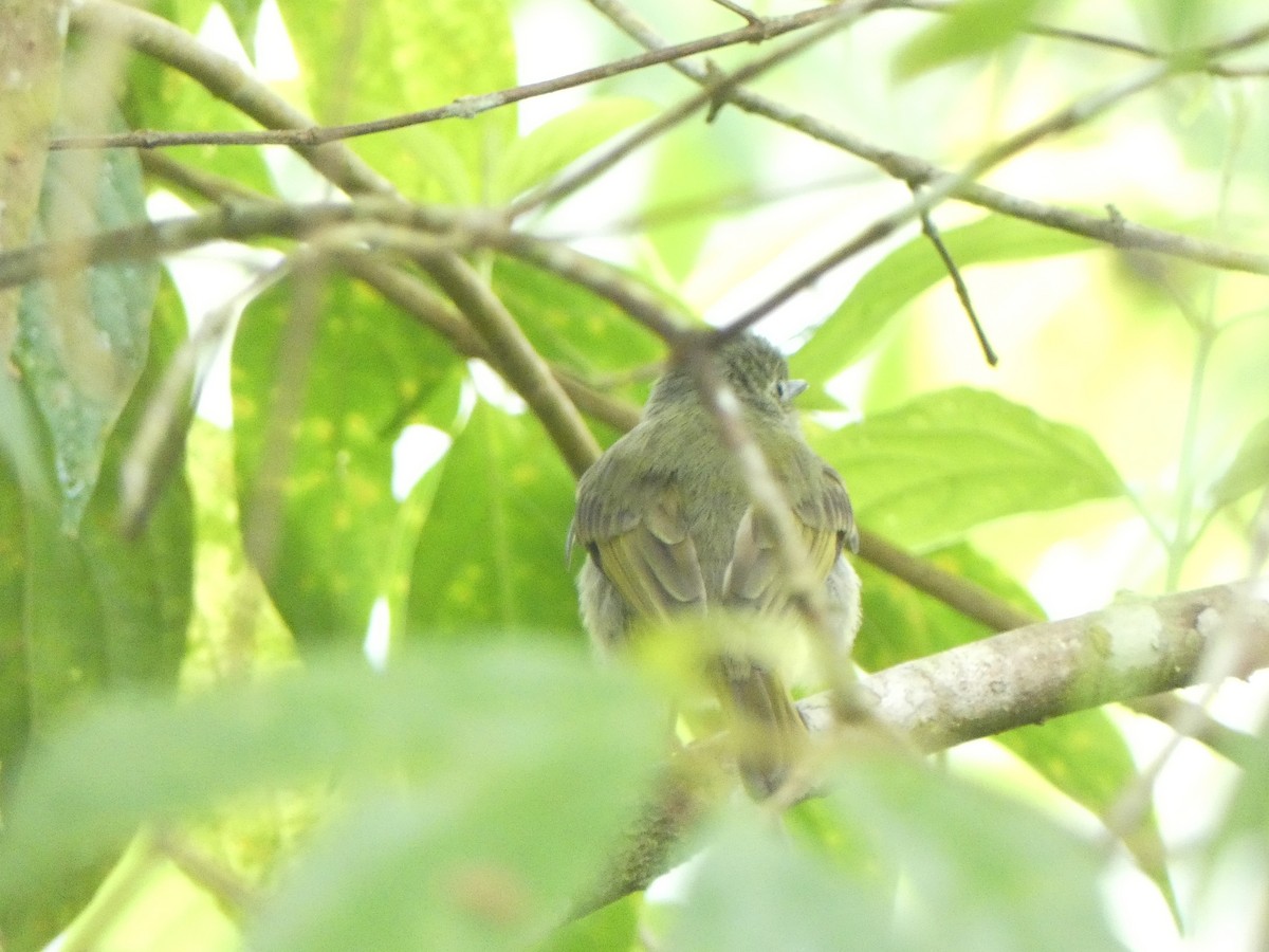 Olive-streaked Flycatcher - ML622146952