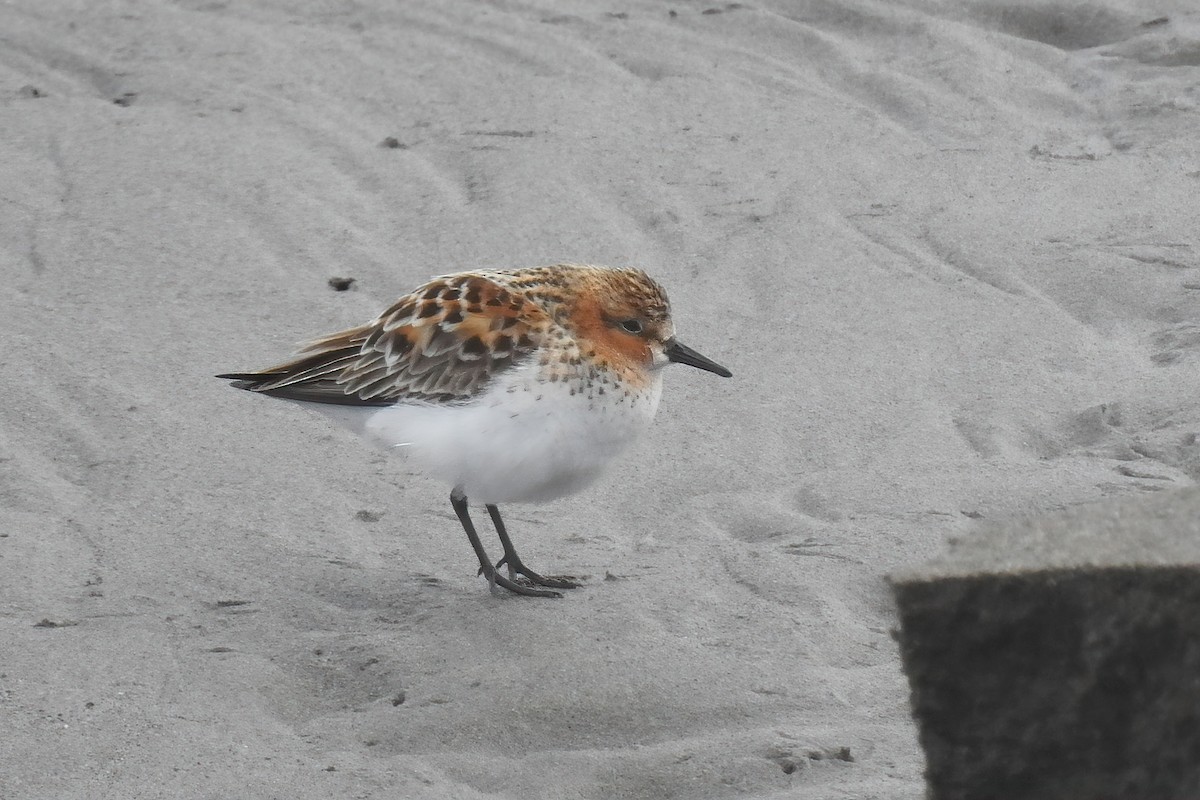 Red-necked Stint - ML622146953