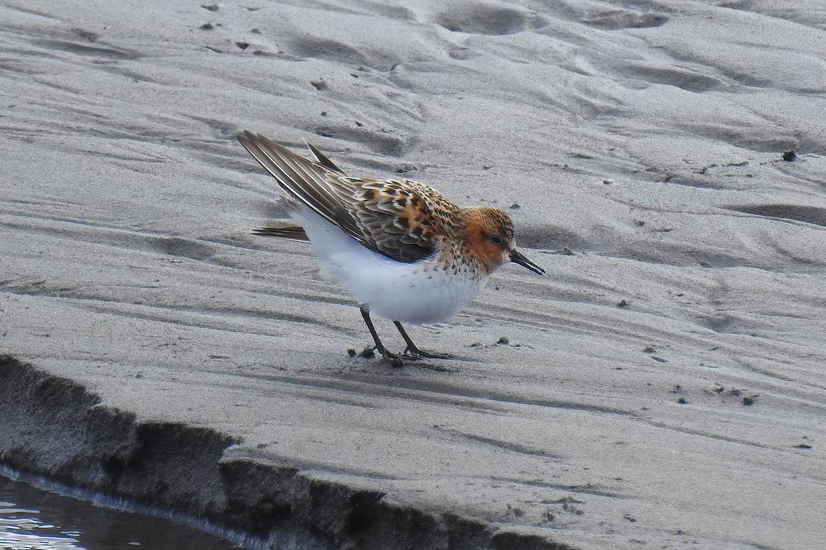 Red-necked Stint - ML622146954