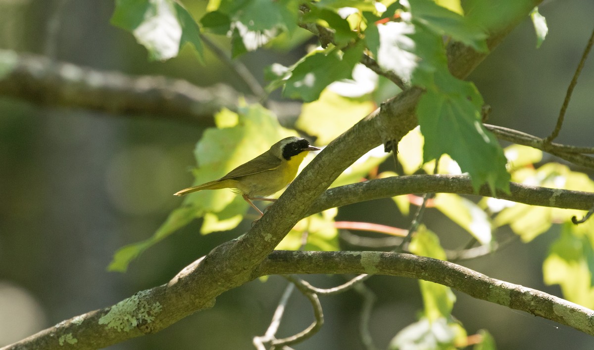 Common Yellowthroat - ML622146955