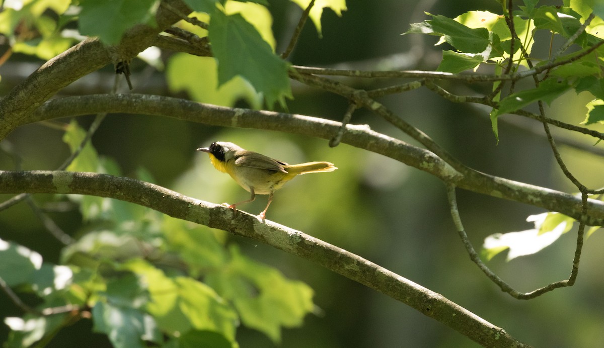 Common Yellowthroat - ML622146956