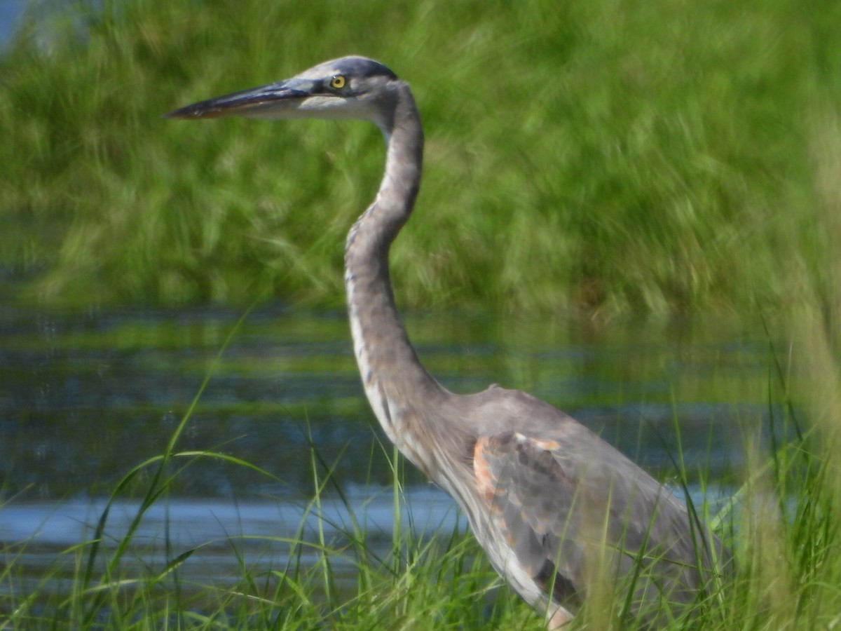 Great Blue Heron - ML622146958