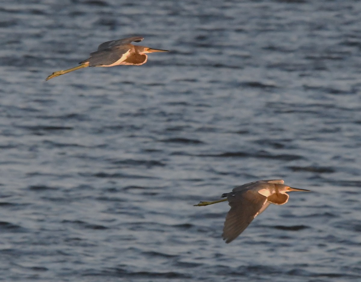 Tricolored Heron - ML622146961