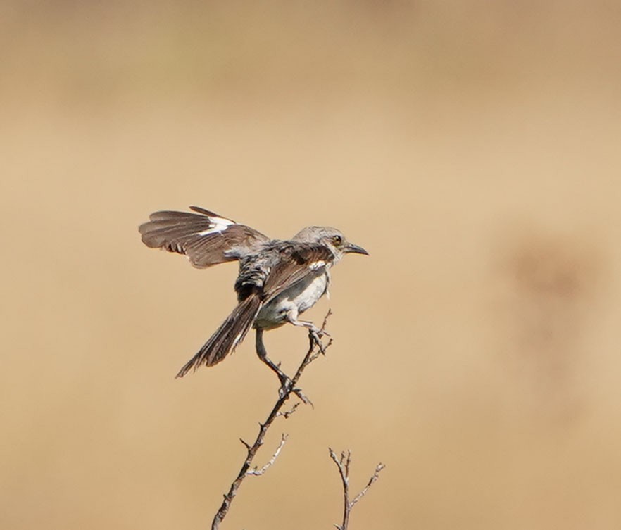 Northern Mockingbird - ML622146965