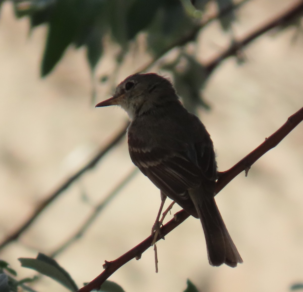 Gray Flycatcher - ML622146980