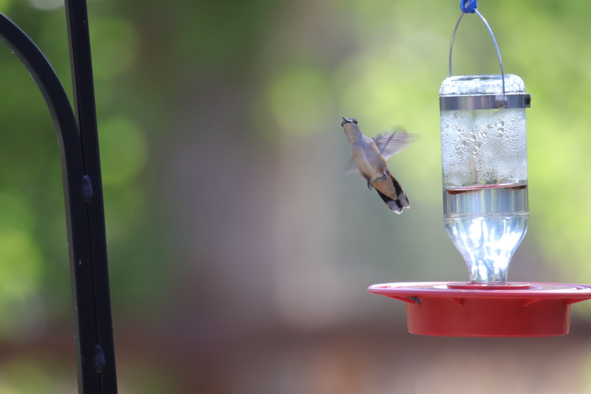 Broad-tailed Hummingbird - Toby Fowler