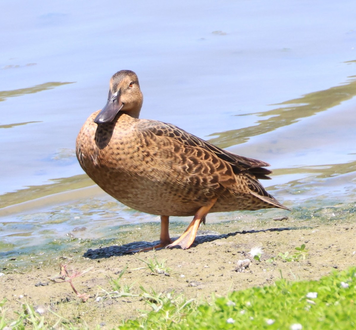 Cinnamon Teal - ML622146993