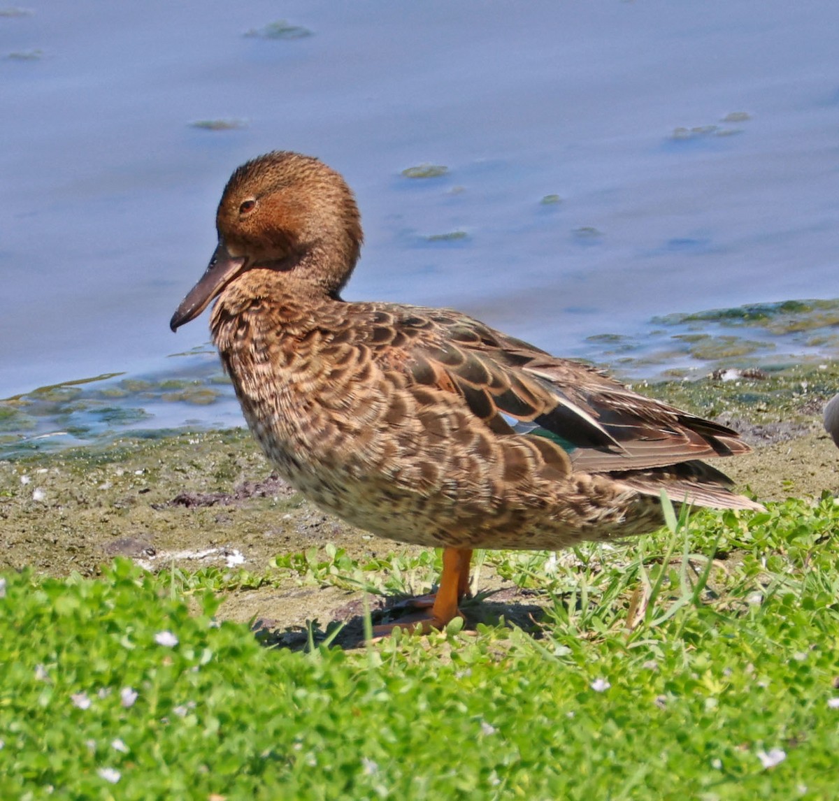 Cinnamon Teal - ML622146994