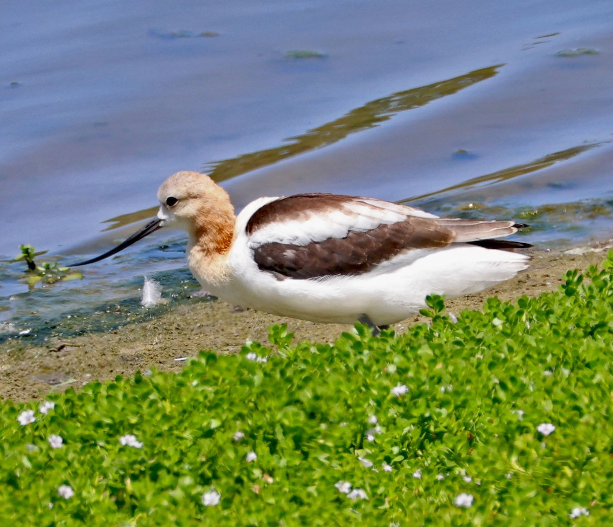 American Avocet - ML622146999