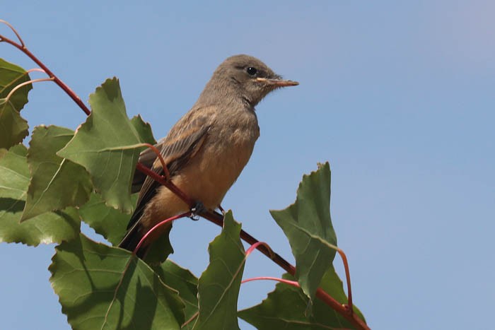 Say's Phoebe - ML622147001