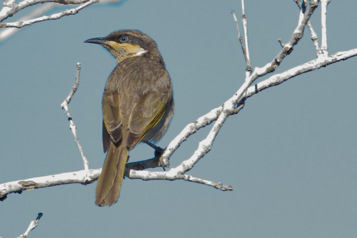 Mangrove Honeyeater - ML622147005