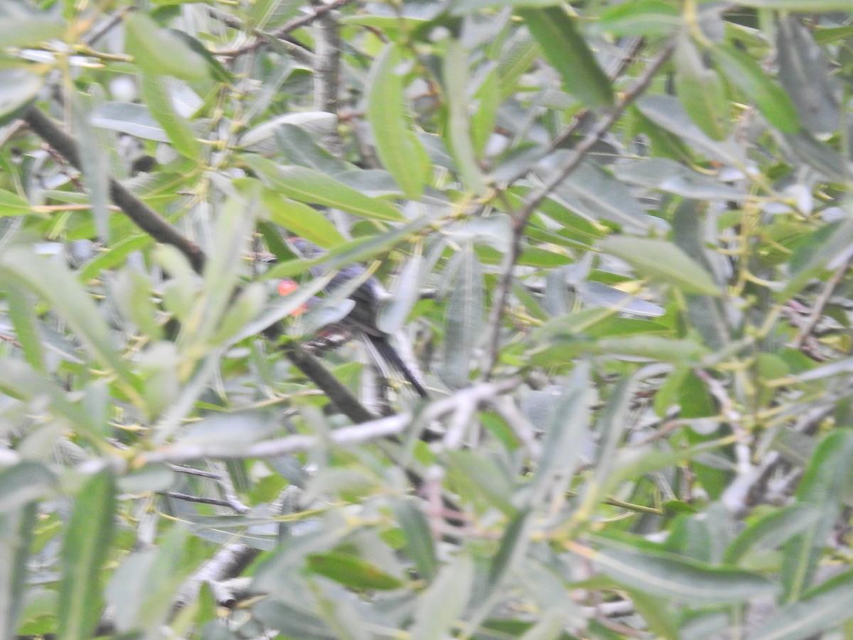 Slate-throated Redstart - ML622147018