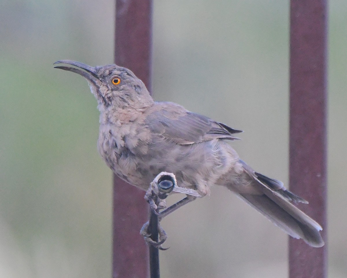 Curve-billed Thrasher - ML622147019