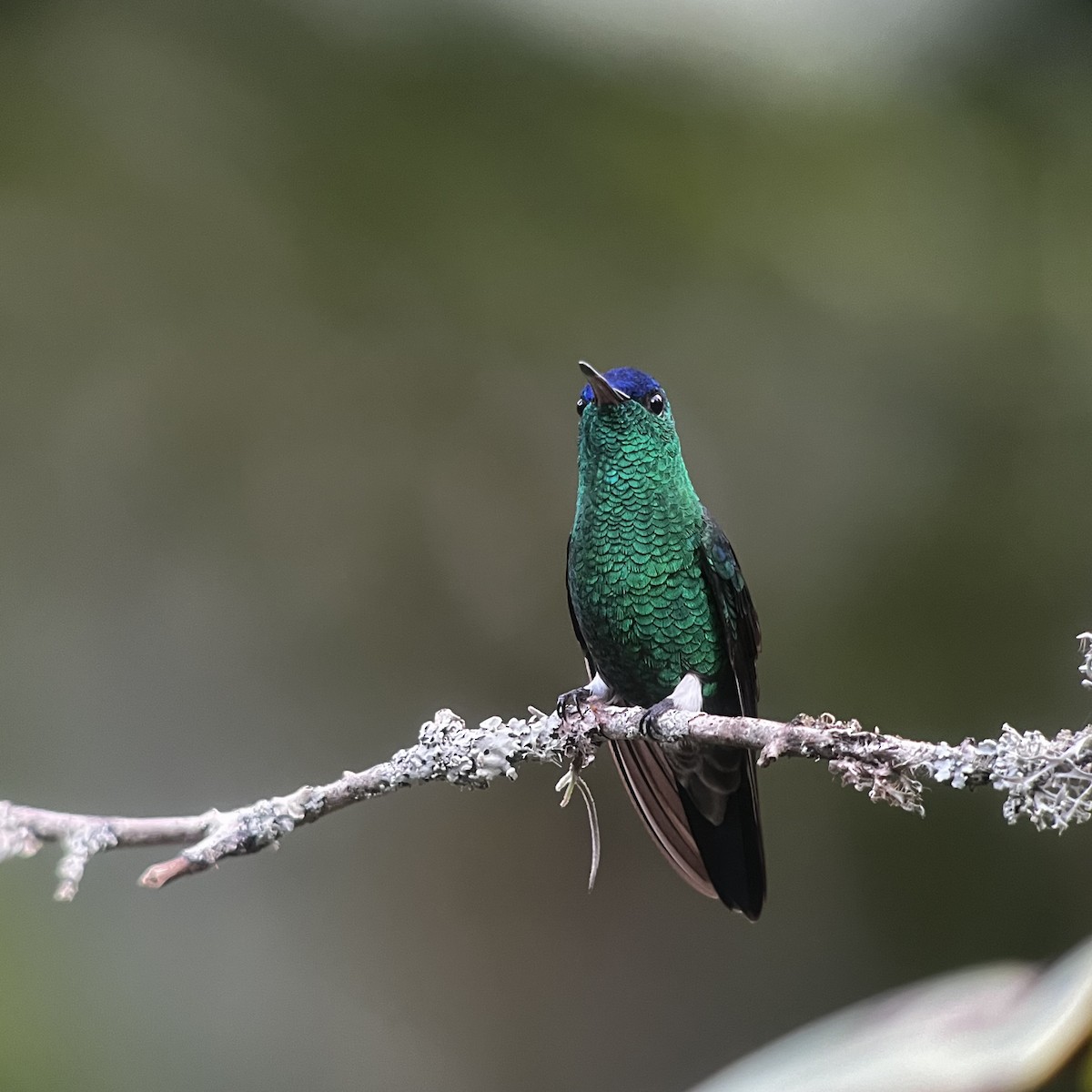 Indigo-capped Hummingbird - Diego Guerrero - Colombia Birdhouse