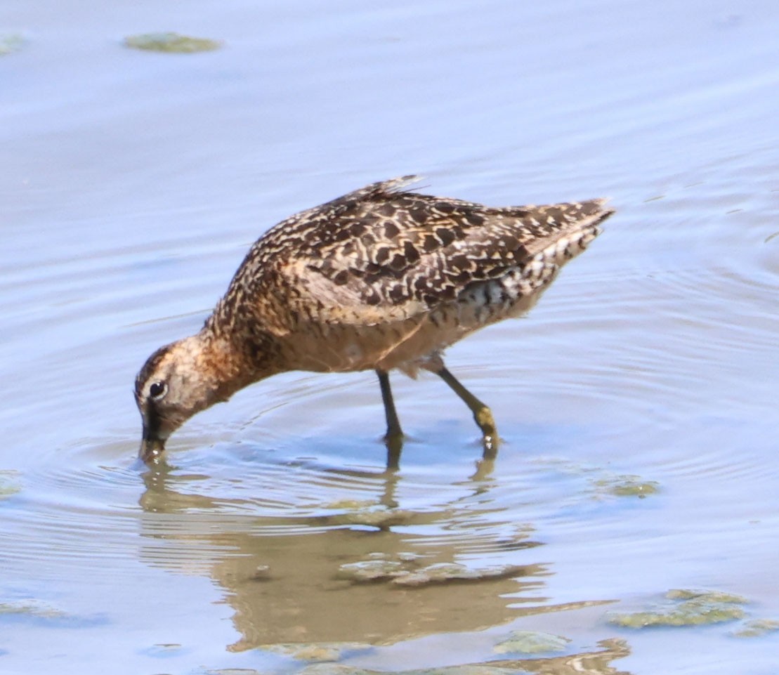 Short-billed/Long-billed Dowitcher - ML622147028