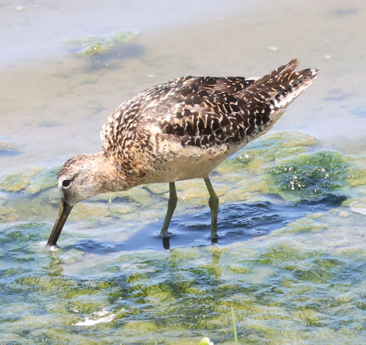 Short-billed/Long-billed Dowitcher - ML622147029