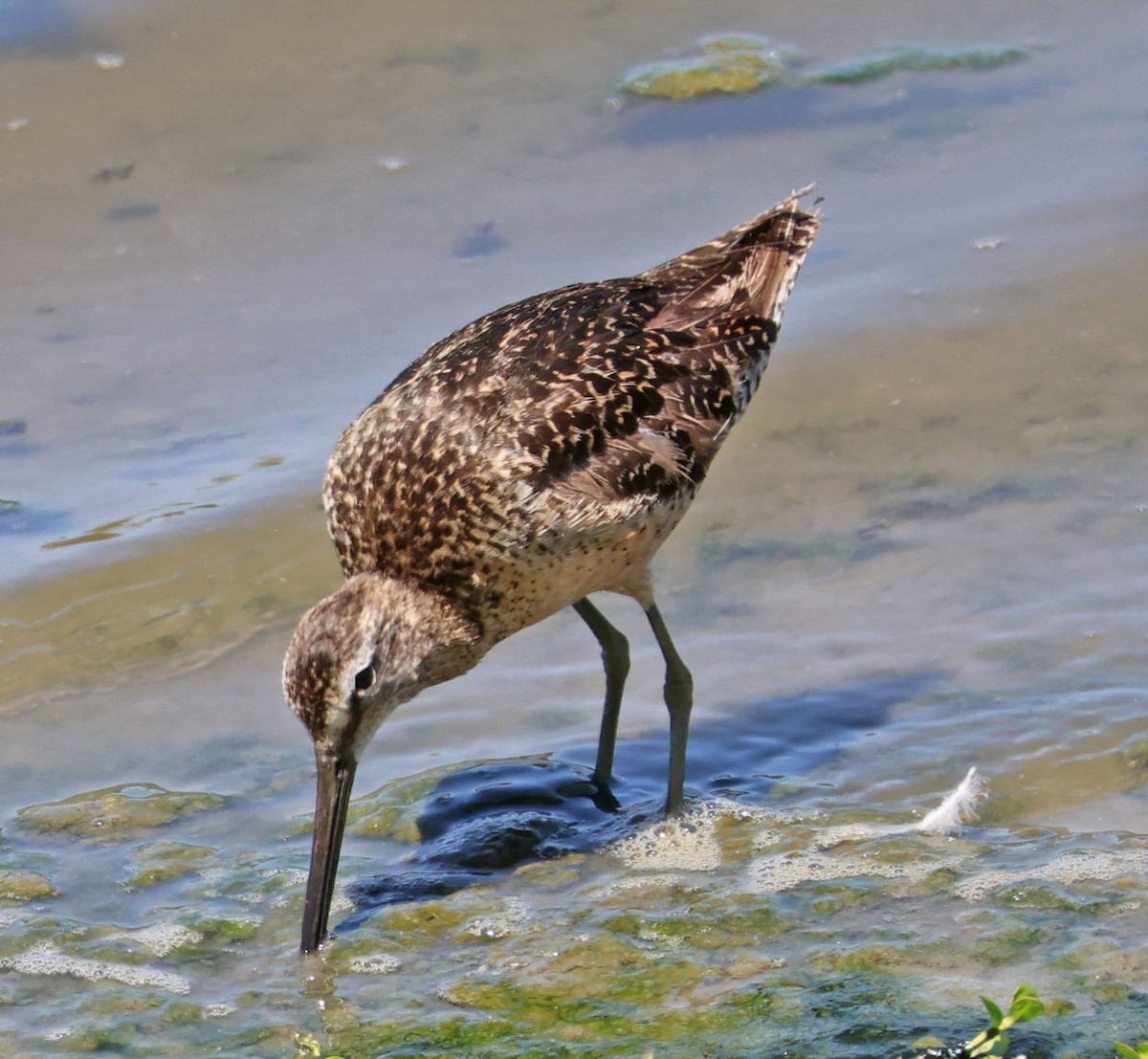 Short-billed/Long-billed Dowitcher - ML622147030