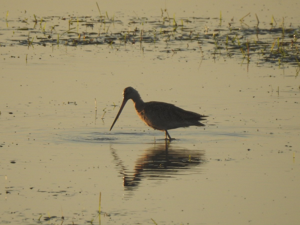 Marbled Godwit - ML622147039