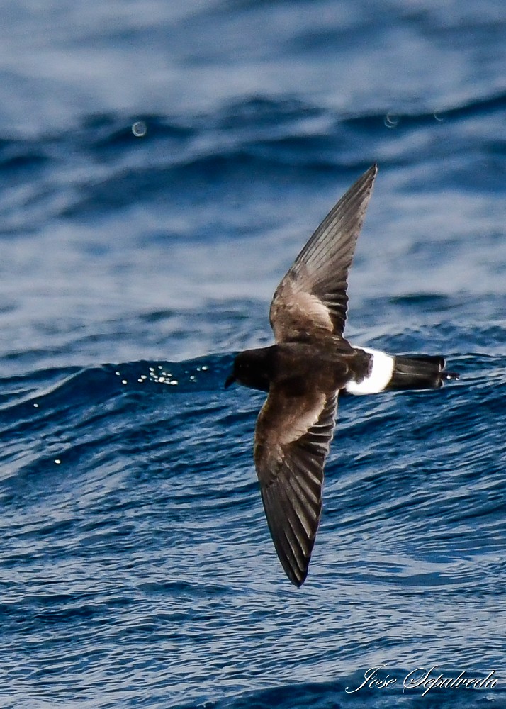 Elliot's Storm-Petrel - ML622147048