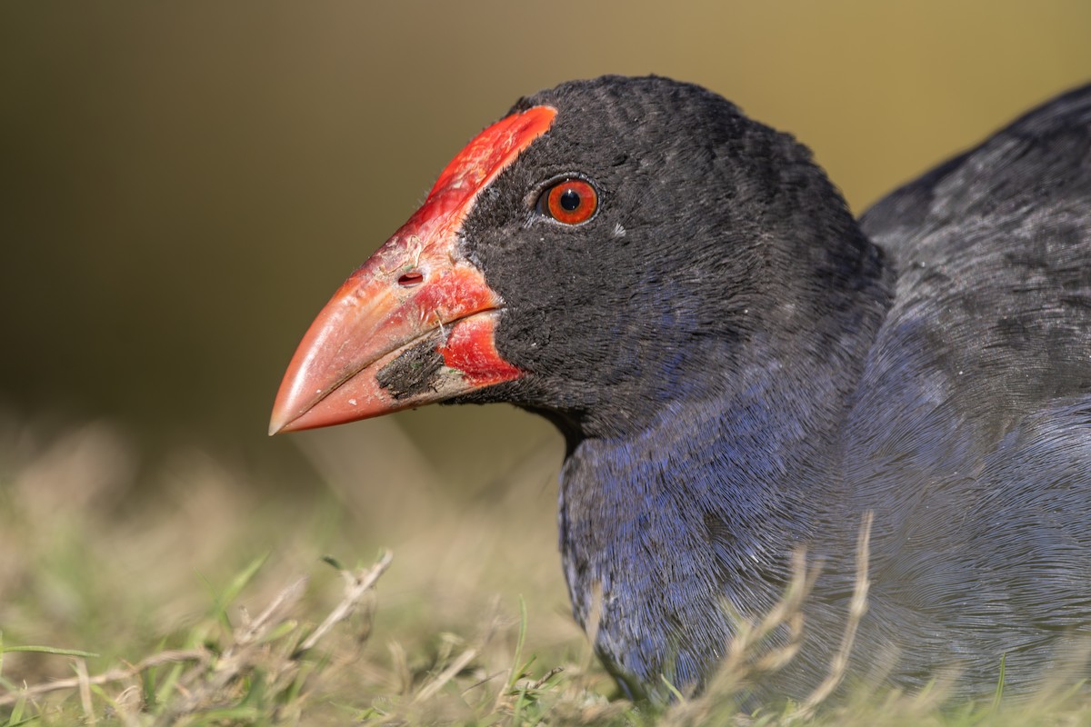 Australasian Swamphen - ML622147052