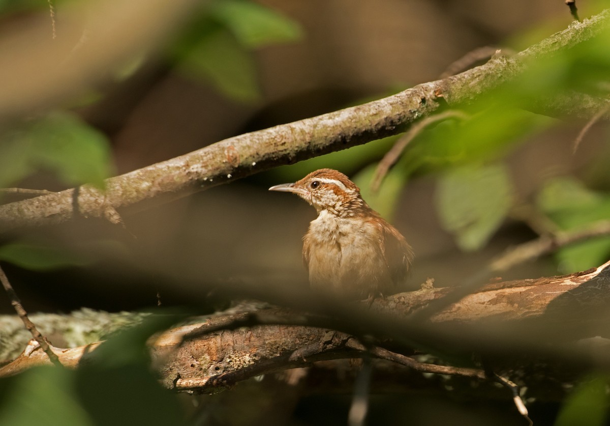 Carolina Wren - ML622147053