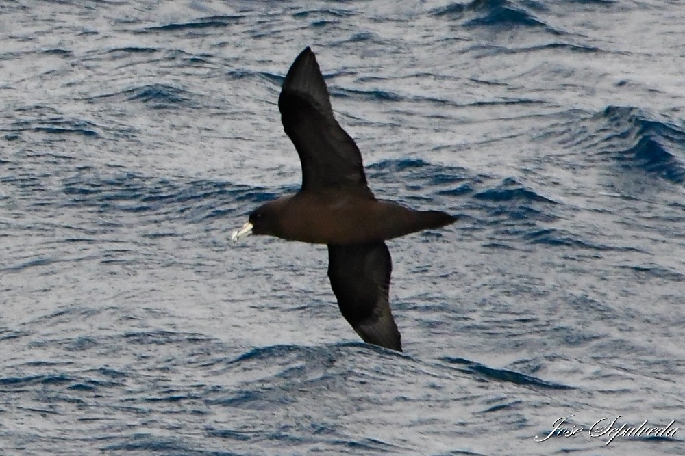 White-chinned Petrel - ML622147054