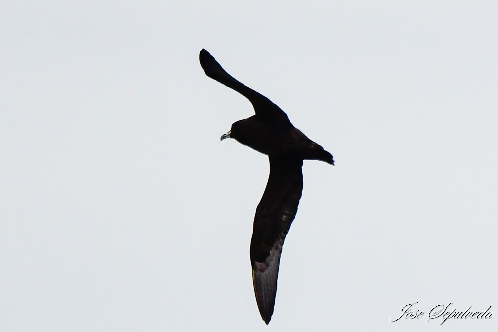 White-chinned Petrel - ML622147055