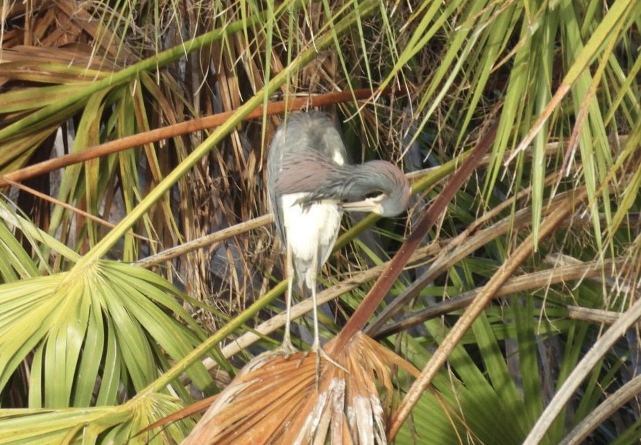 Tricolored Heron - ML622147056