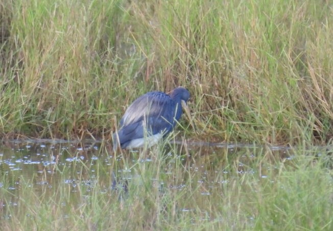 Tricolored Heron - ML622147057