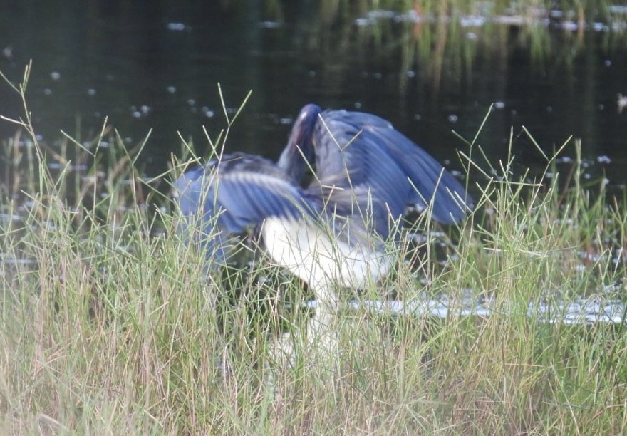 Tricolored Heron - ML622147058