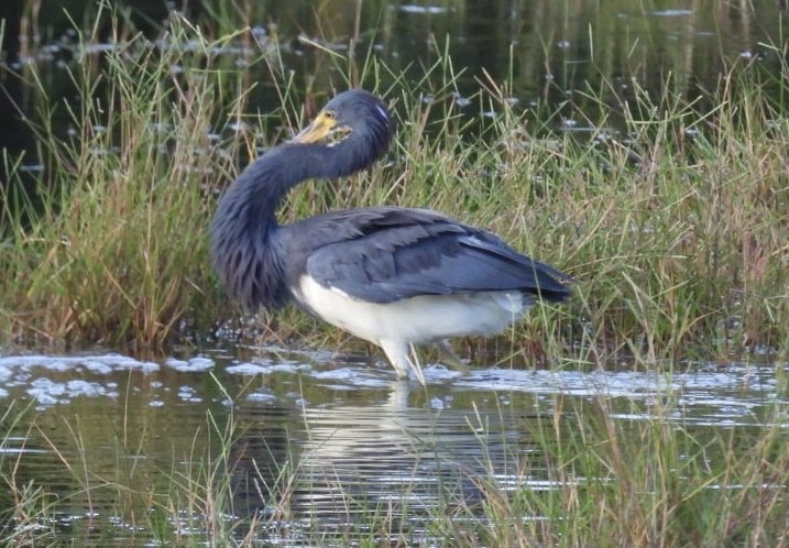 Tricolored Heron - ML622147059