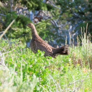 Dusky Grouse - ML622147060