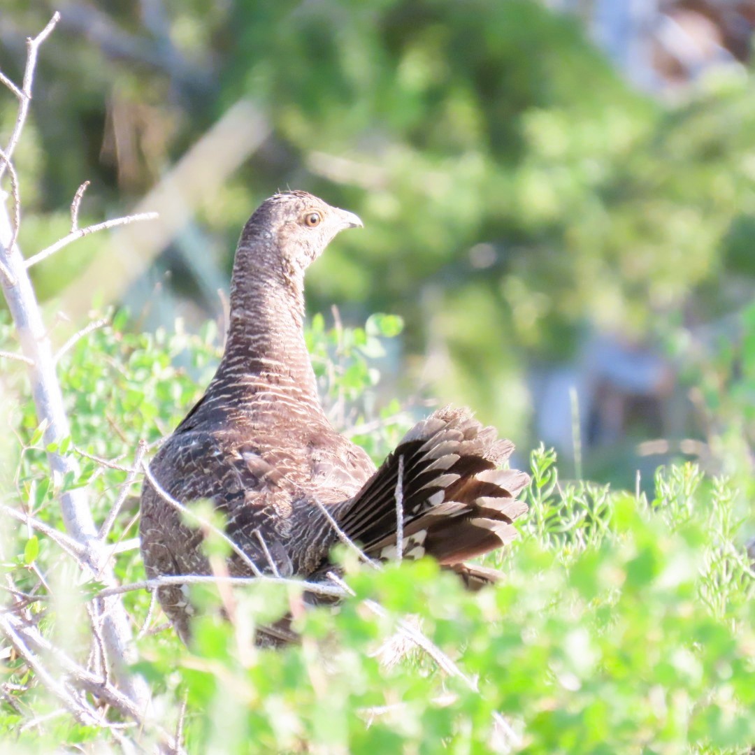 Dusky Grouse - ML622147061