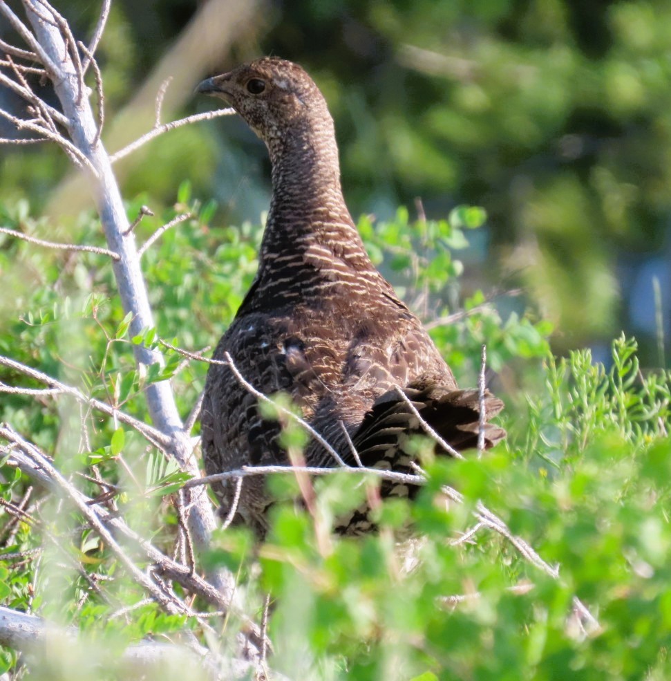 Dusky Grouse - ML622147062