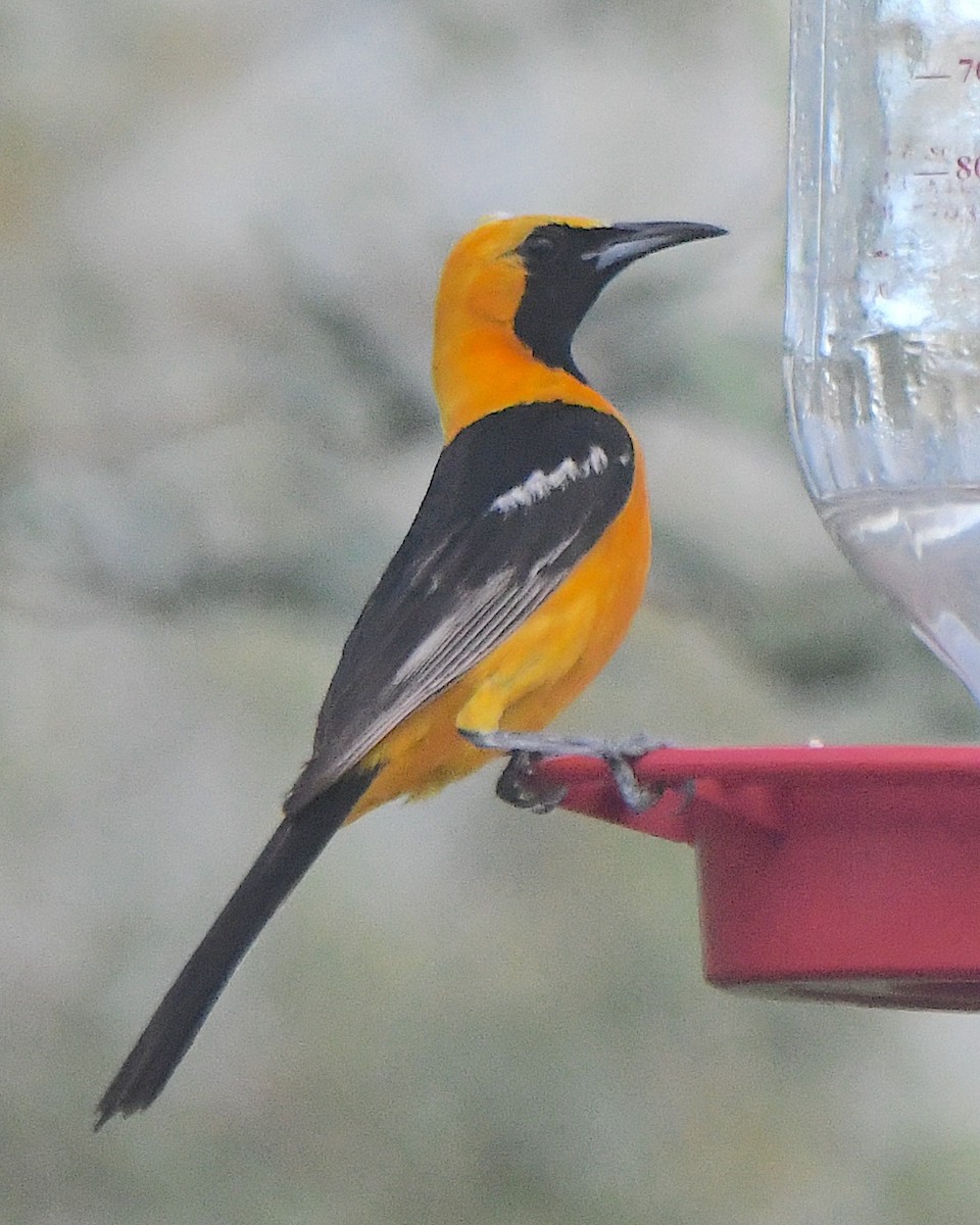 Hooded Oriole - ML622147065