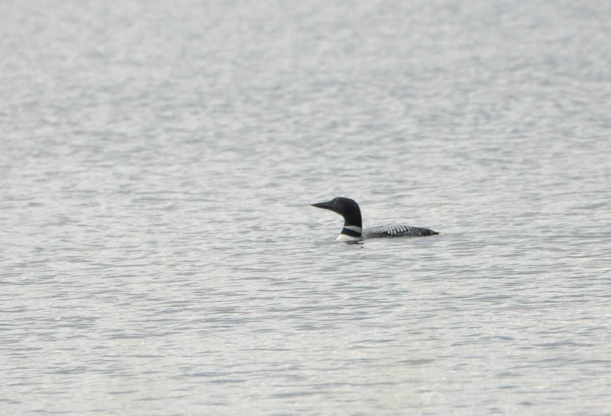 Common Loon - ML622147074