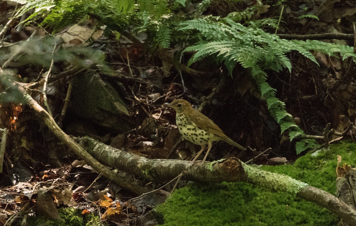 Wood Thrush - ML622147075