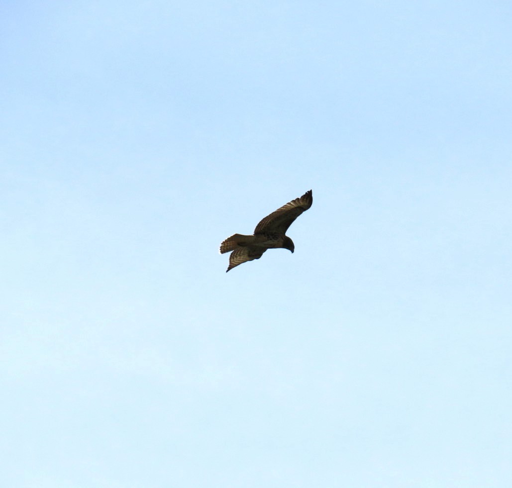 Red-tailed Hawk - ML622147077