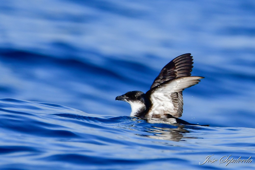 Peruvian Diving-Petrel - ML622147078