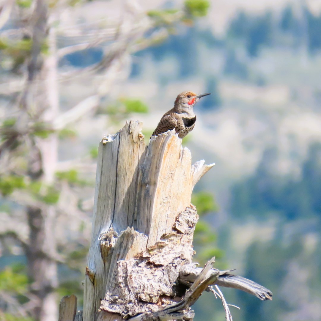 Northern Flicker - ML622147079