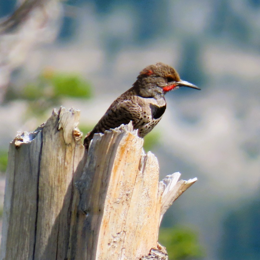 Northern Flicker - ML622147080