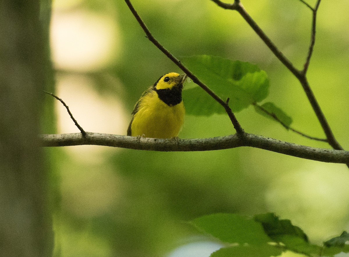 Hooded Warbler - Matthew Skalla