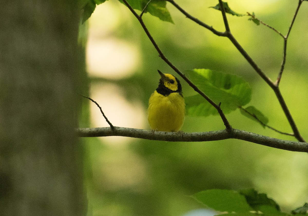 Hooded Warbler - ML622147082