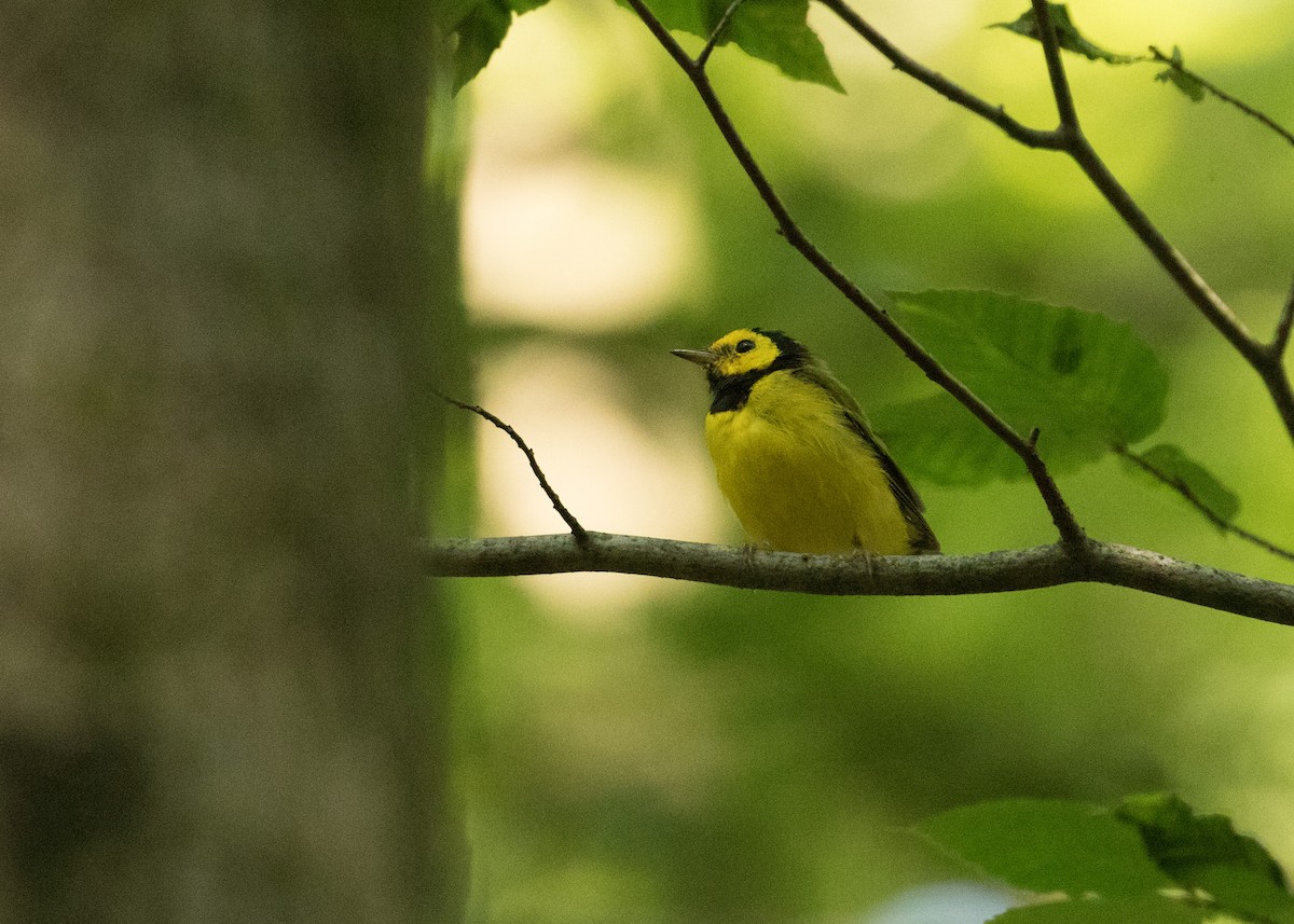 Hooded Warbler - ML622147083